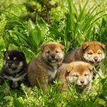 S Vostochnogo Vetra (SNT Vagonnik-2, 24), animal nursery