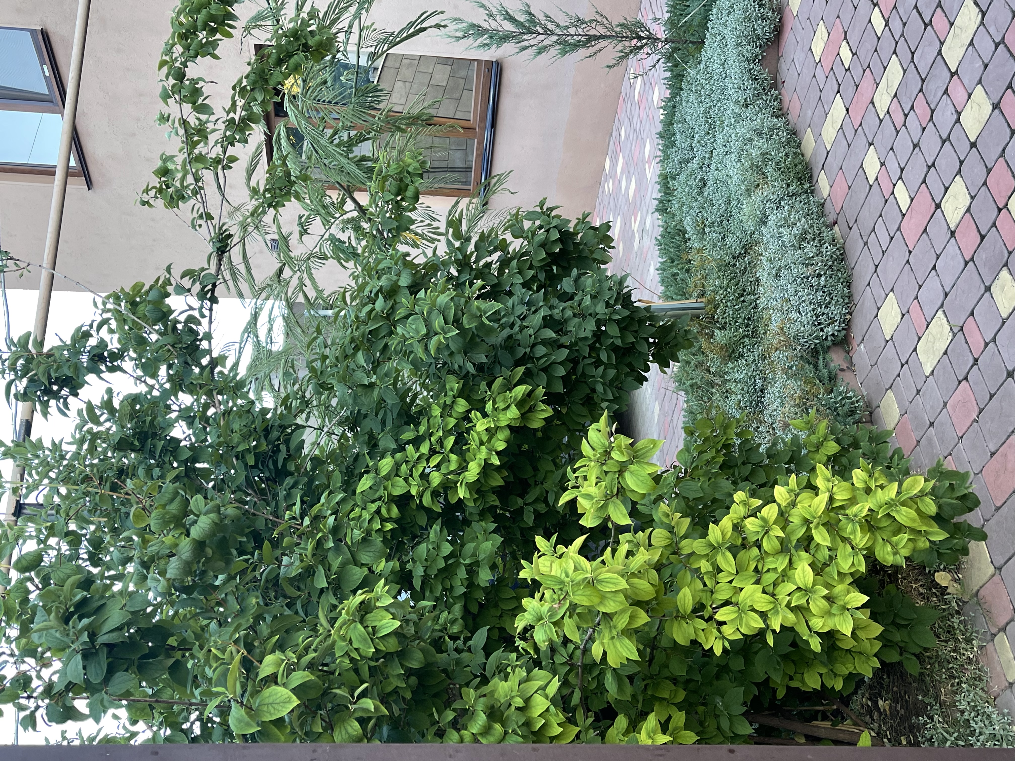 Фото Бамбук