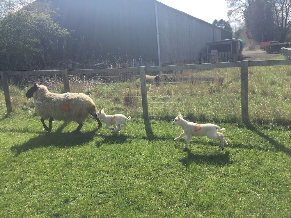 Фото Beehive @ Westcote Glamping- Campsite