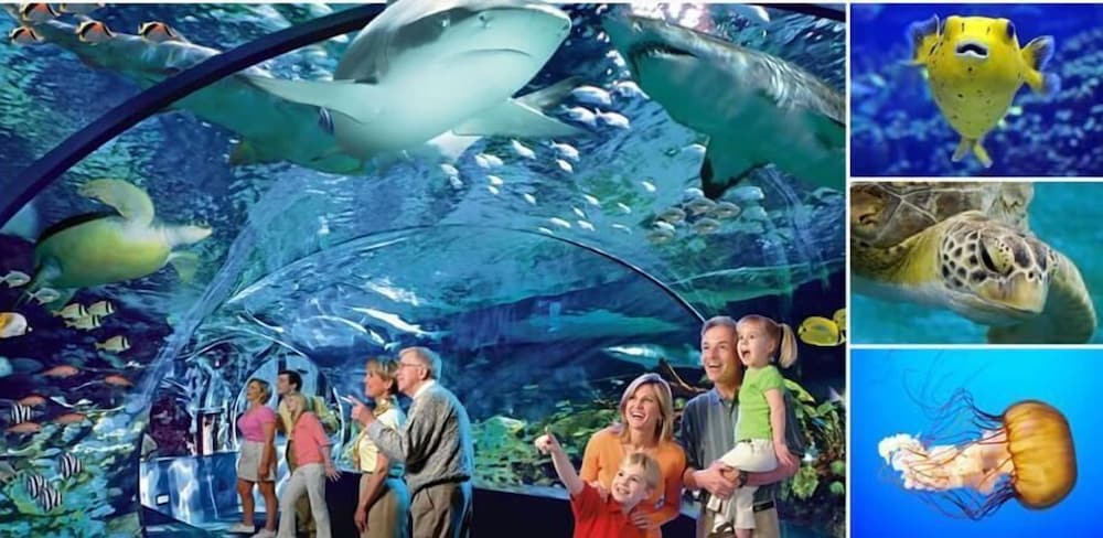 Фото Grande Shores Ocean Resort