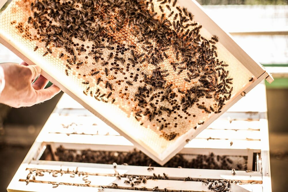 Фото Atlantic Hotel Airport