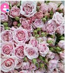 Новомосковские розы (posyolok Shirinskiy, Lugovaya ulitsa, 31Б), greenhouse