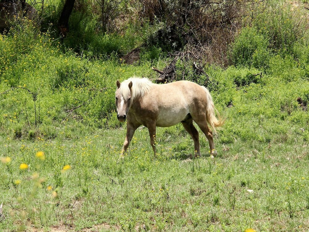 Фото Leopard Lodge