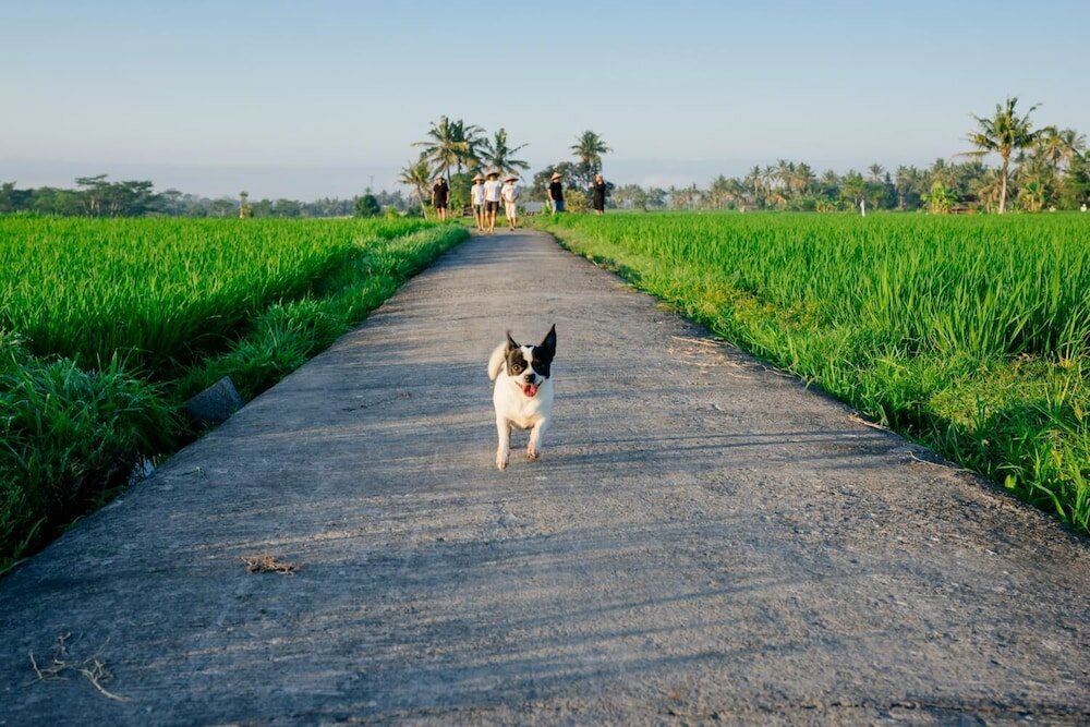 Фото Bakungan diJero Homestay