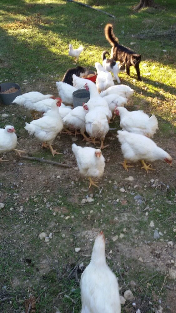 Фото George's Villa