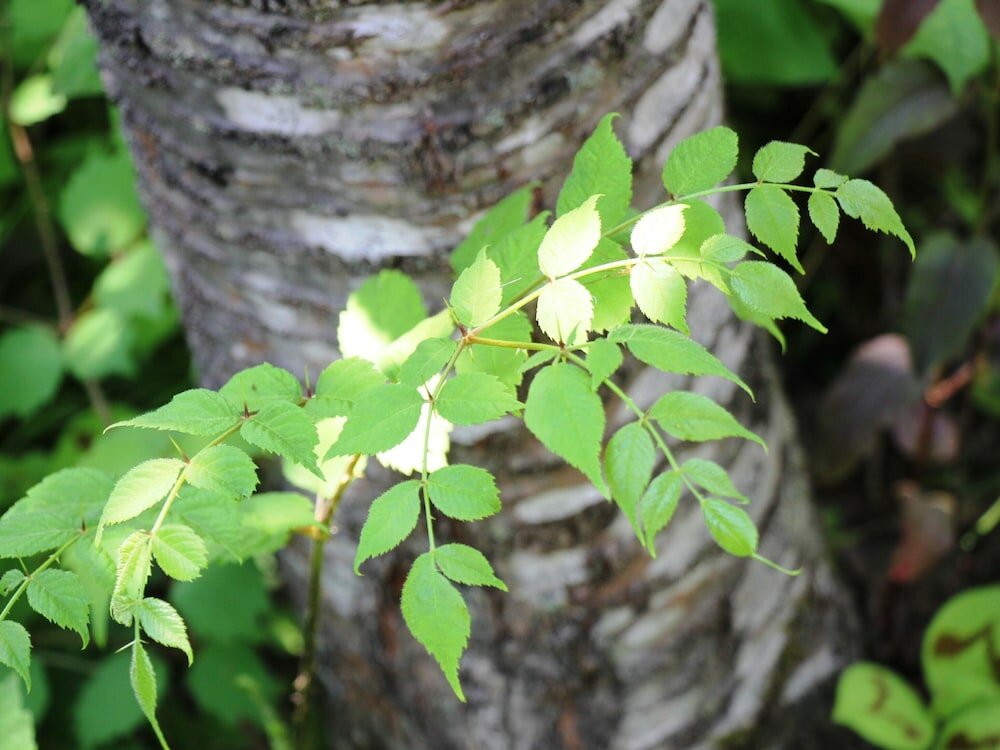 Фото Pension Morinokaze