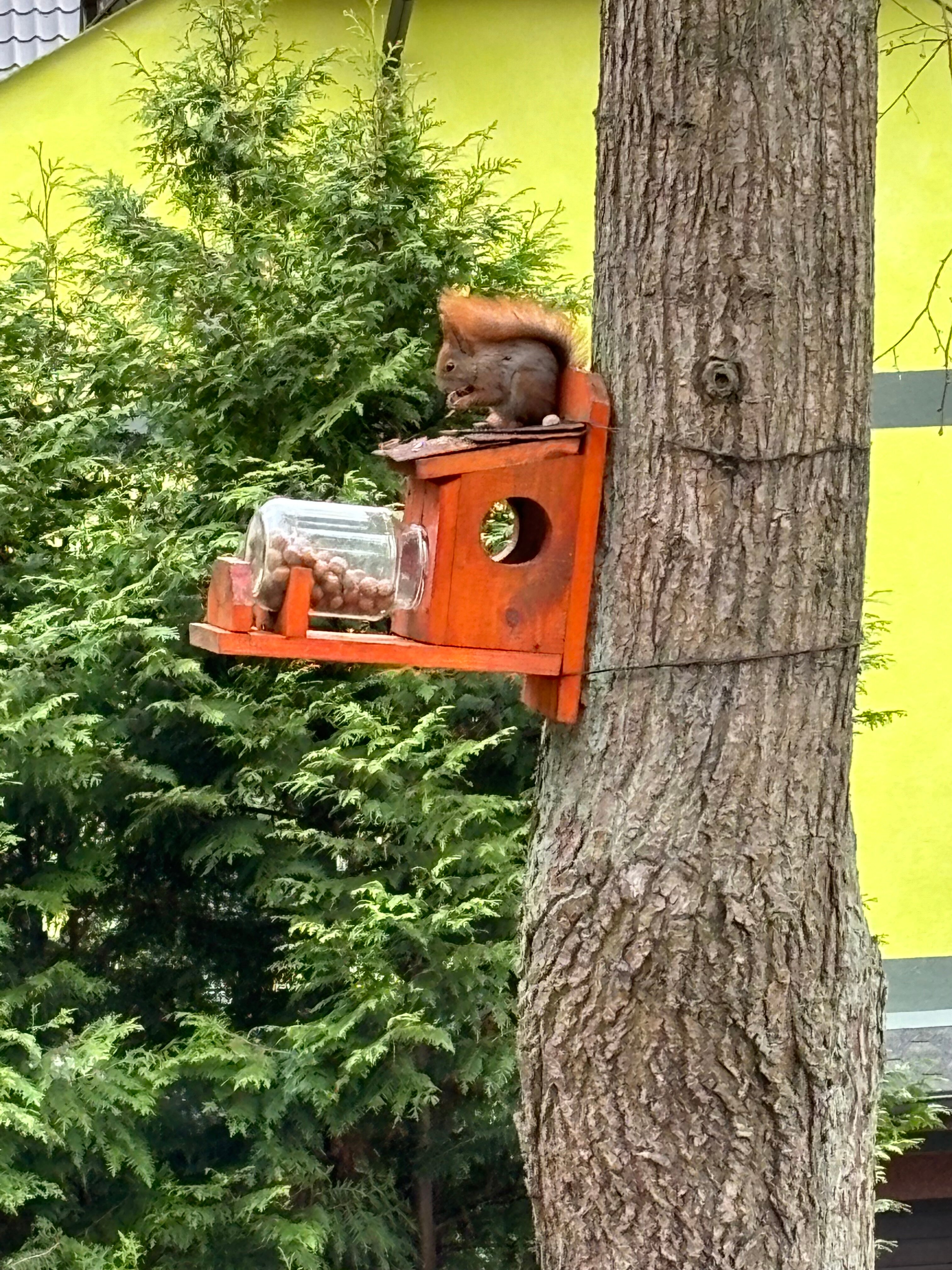 Фото Фламинго