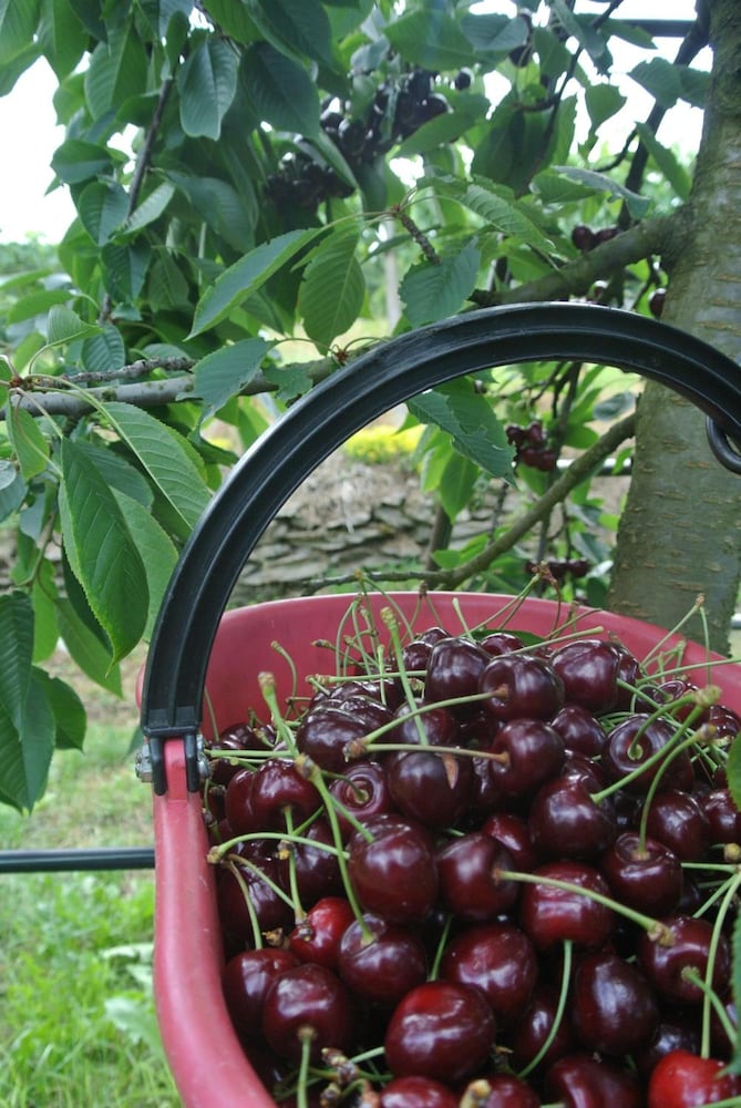 Фото Agriturismo Bortolotti