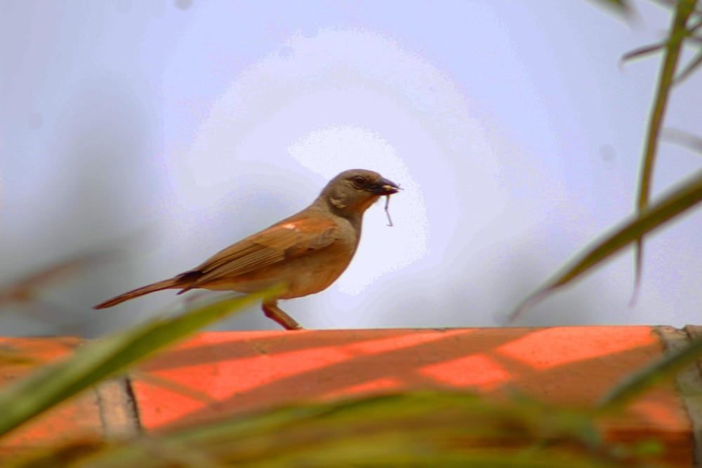 Фото Ecoair Apartment Hotel