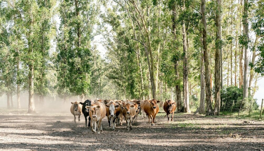 Фото AfriCamps at Oakhurst- Glamping