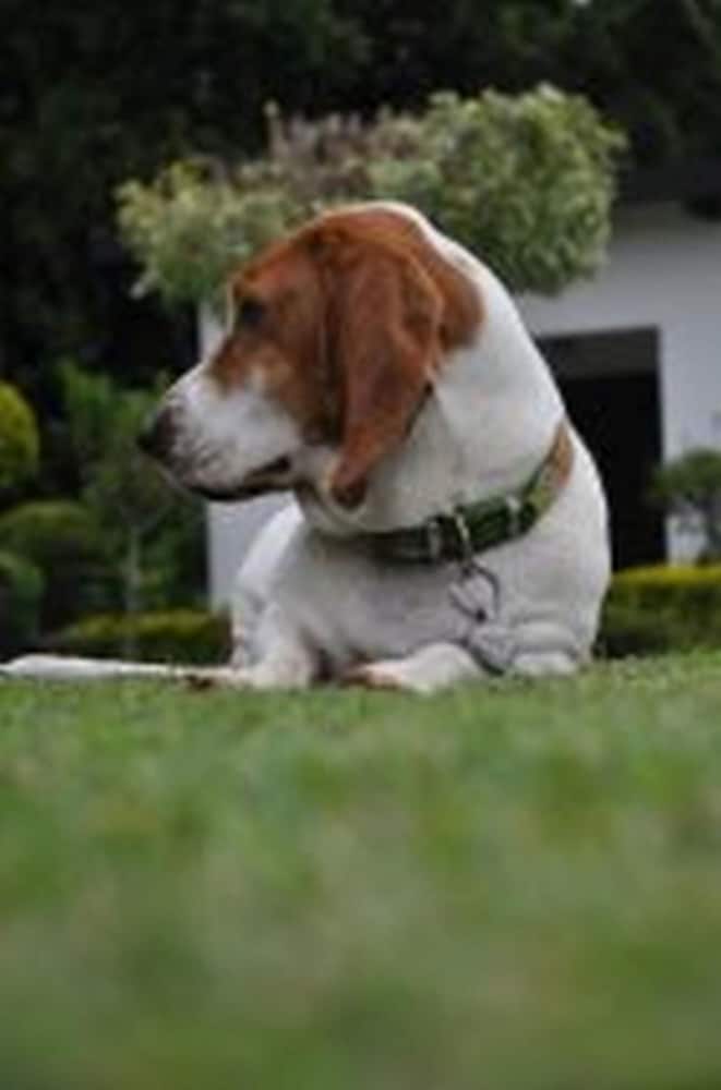 Фото Plumbago Guest House