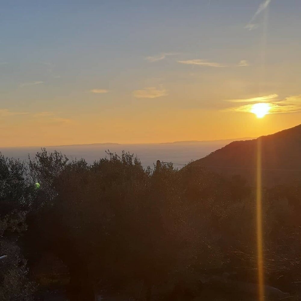 Фото Olive Tree Apartment