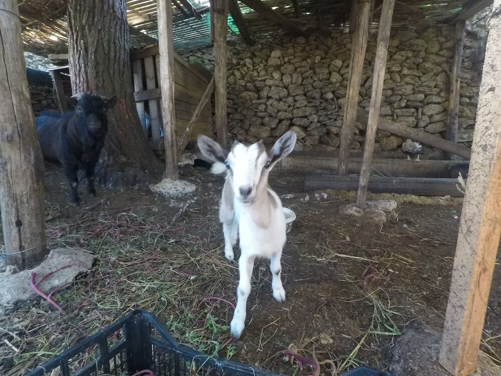 Фото Agriturismo Masseria Piutri