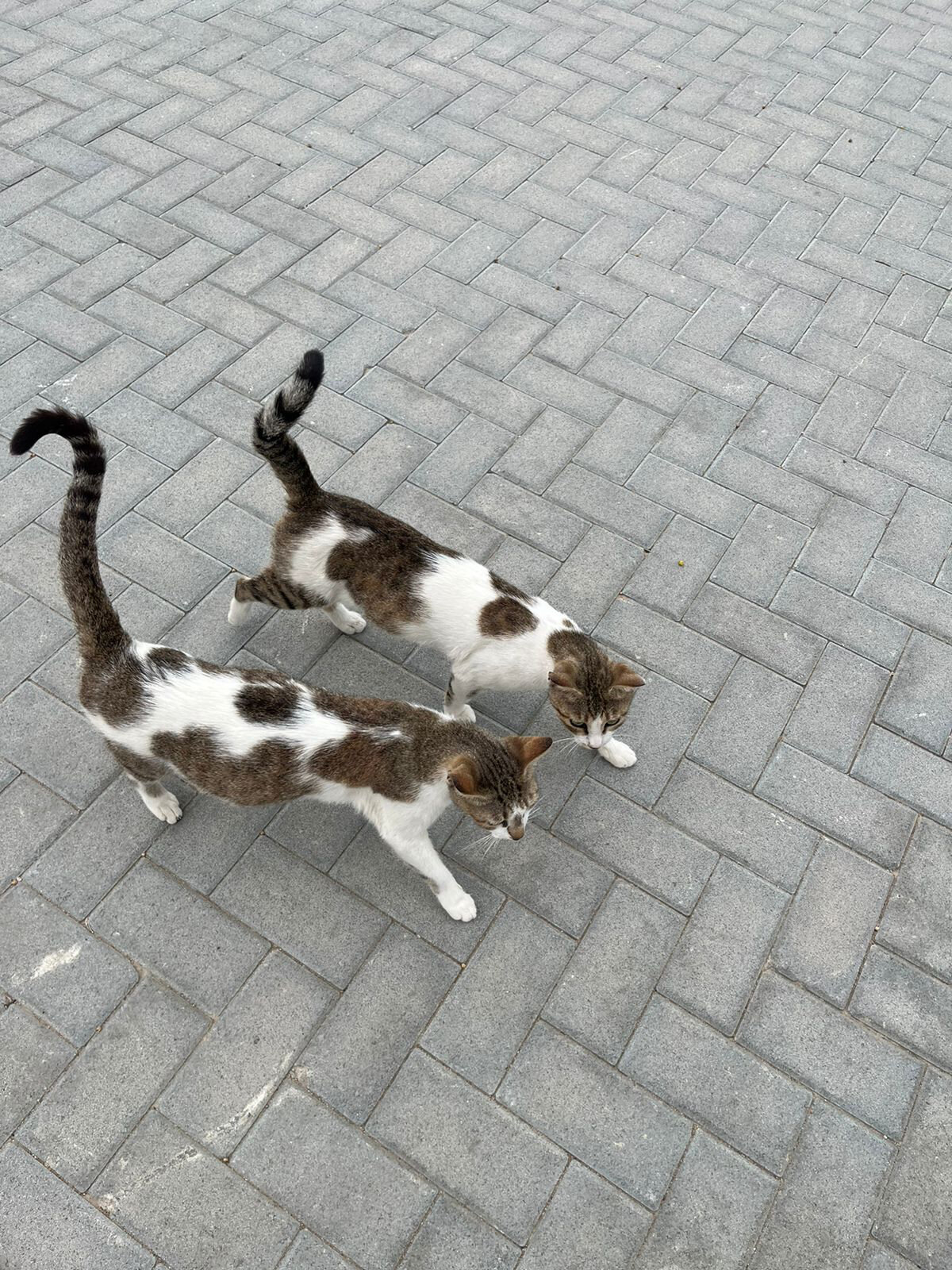 Фото Al Bahar Hotel & Resort