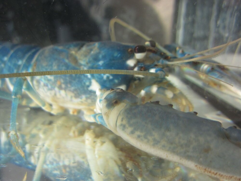 Фото Risør Hotel