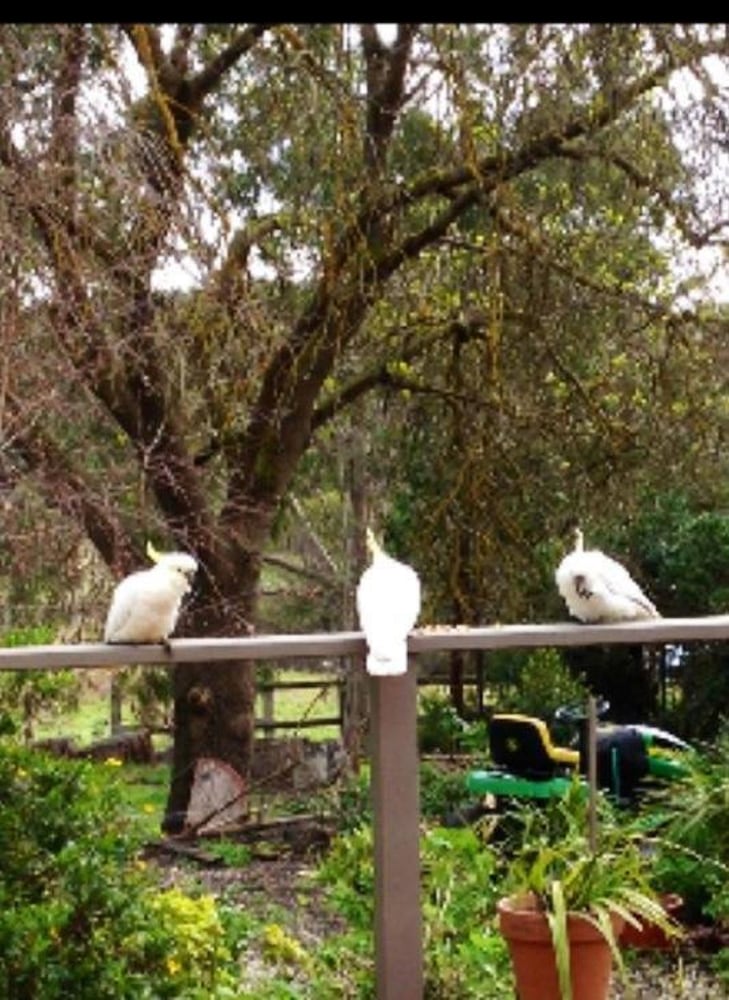 Фото Australian Home Away at Wonga Park Brushy Creek