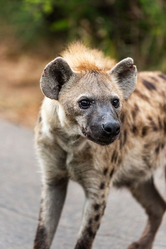 Фото Kruger Shalati Train on the Bridge and Garden Suites
