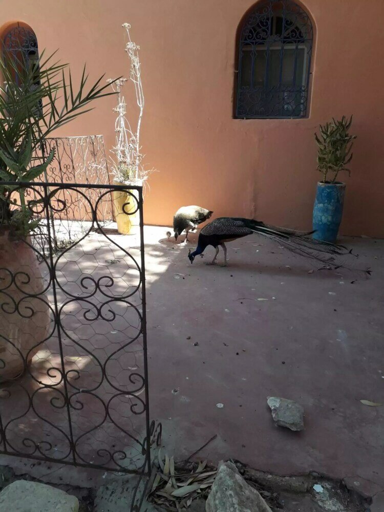 Фото Douar des Oliviers