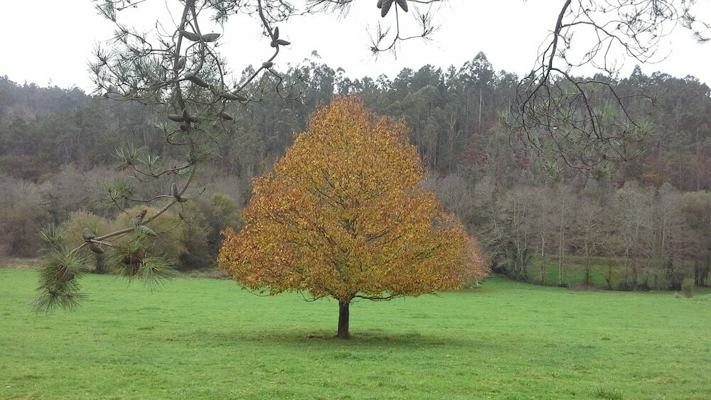 Фото Casa de Graña de Acea