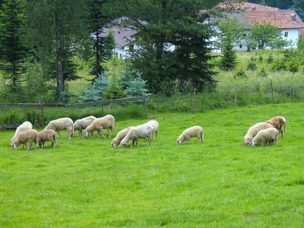 Фото Pension Reindlhöh