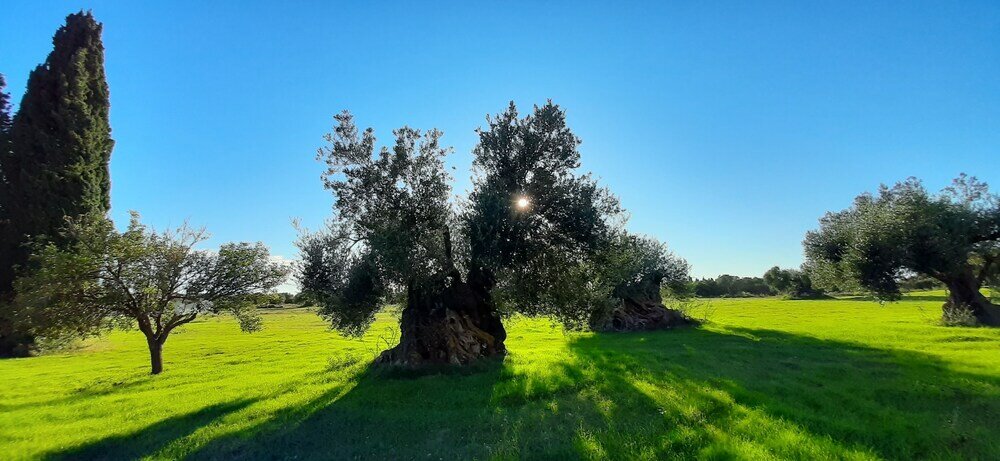 Фото Villa Elaionas 1