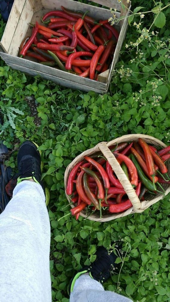 Фото Agriturismo Summer