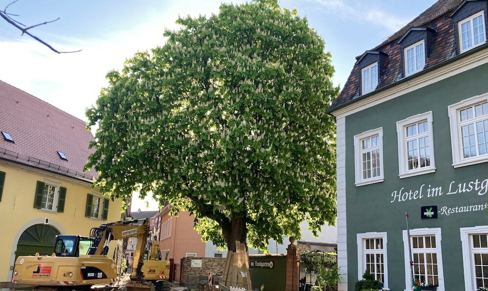 Фото Hotel im Lustgarten