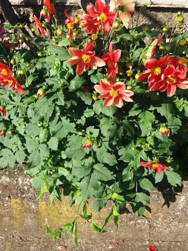 Фото Apartmani Mitrovic Podlicak