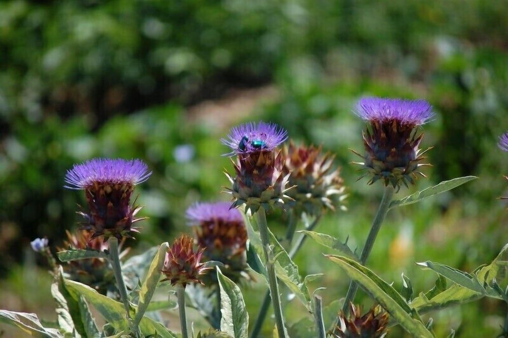 Фото Agriturismo Santa Caterina