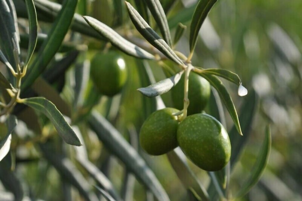 Фото Agriturismo Santa Caterina