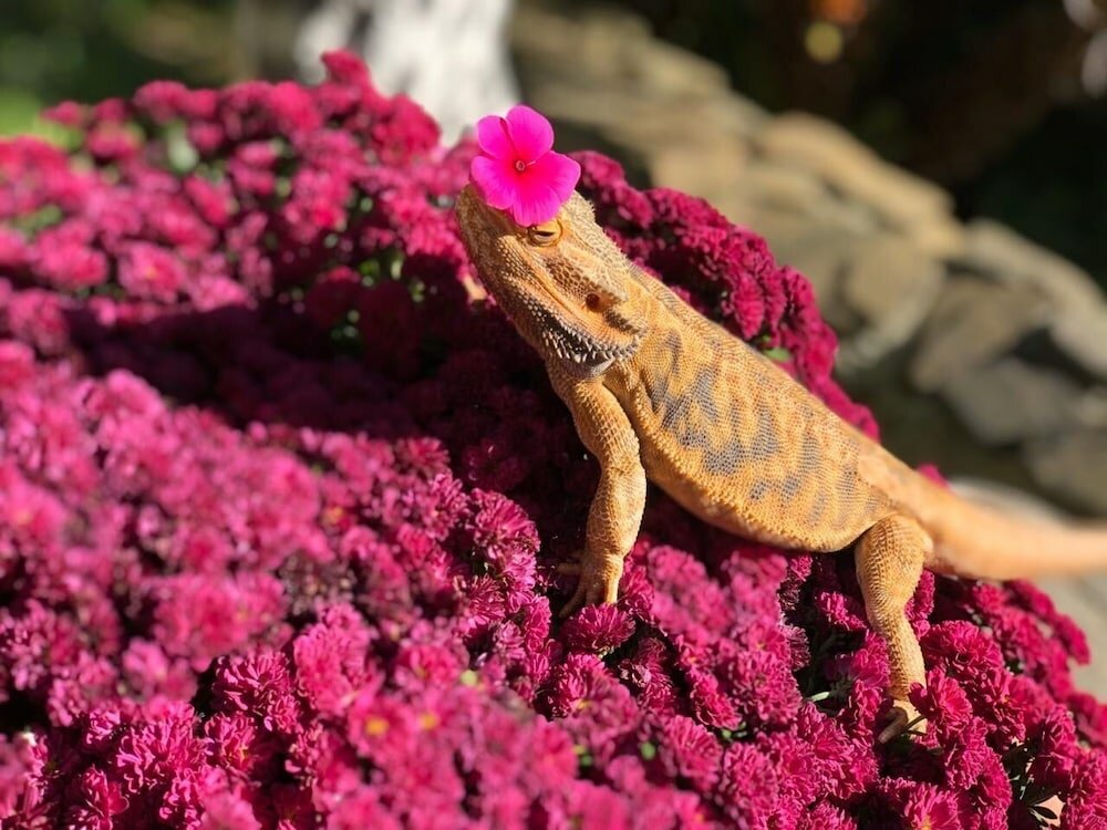 Фото Медовая