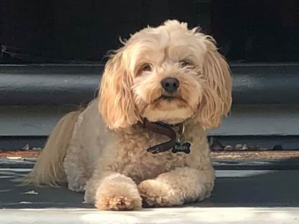 Фото Lilac Rose Boutique Bed and Breakfast