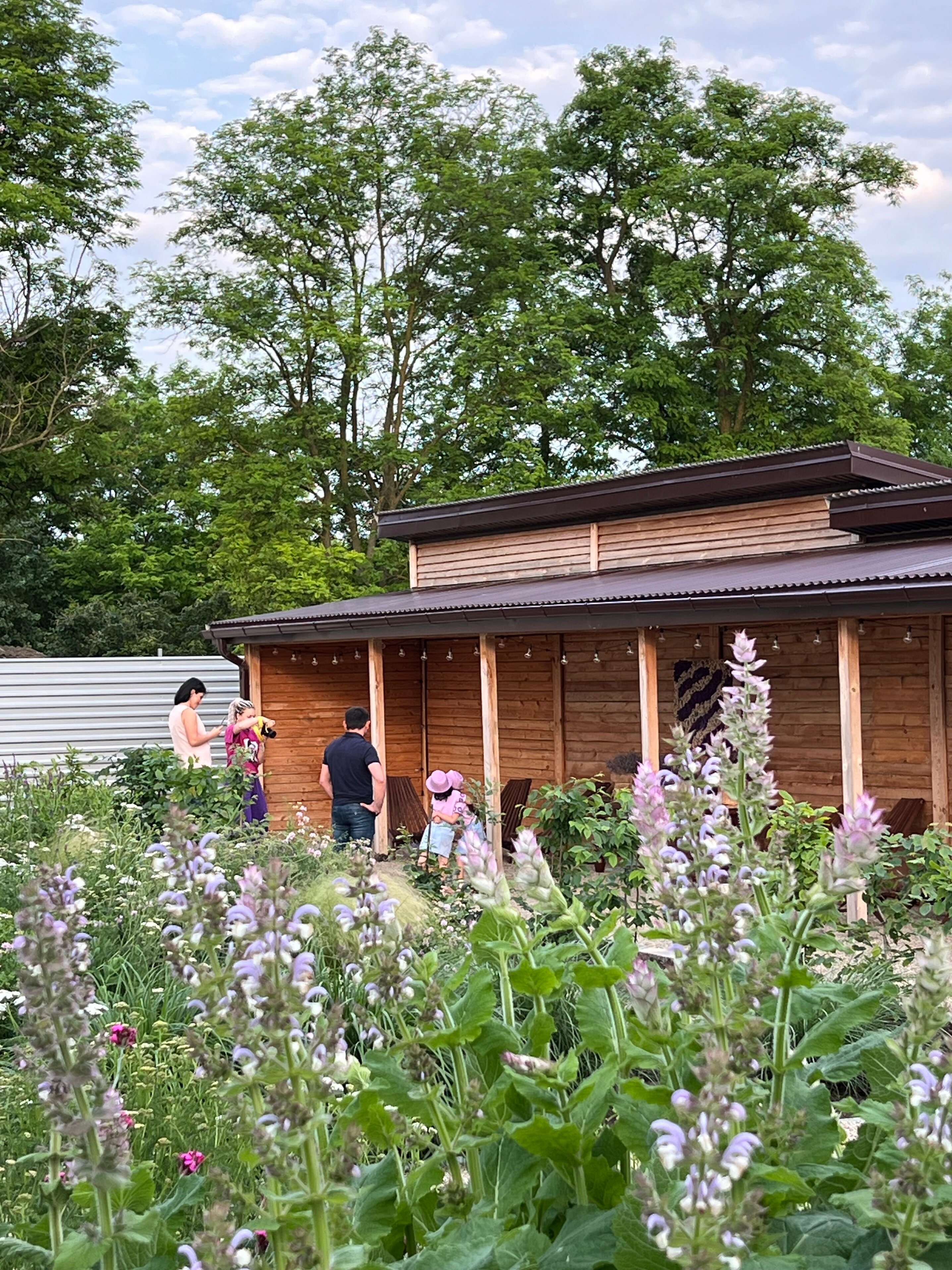 Фото Лавандовые холмы