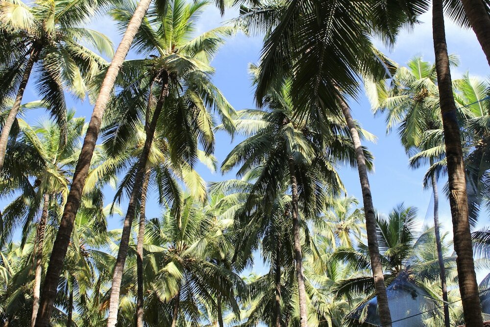 Фото Palm Trees Ayurvedic Heritage