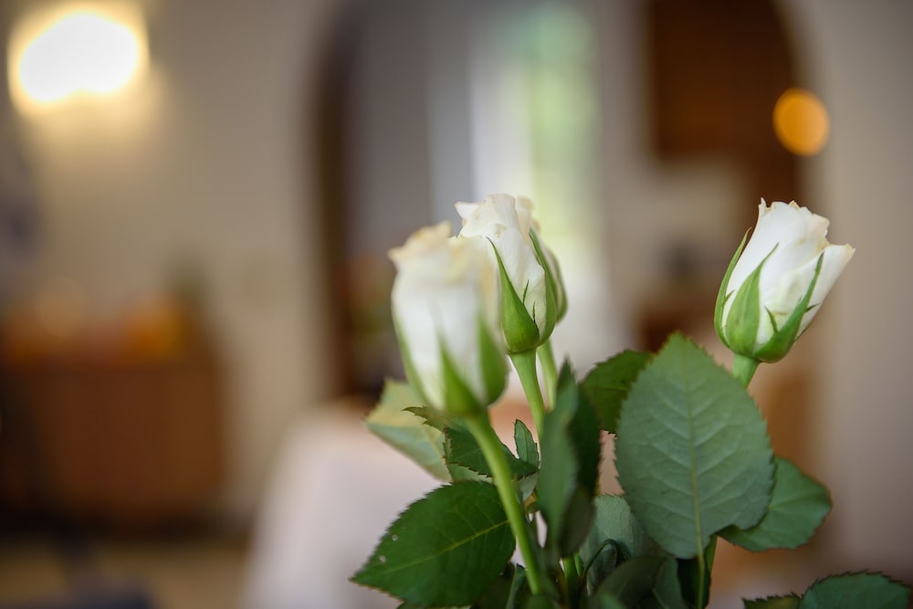 Фото Bed and Breakfast Sweet Home