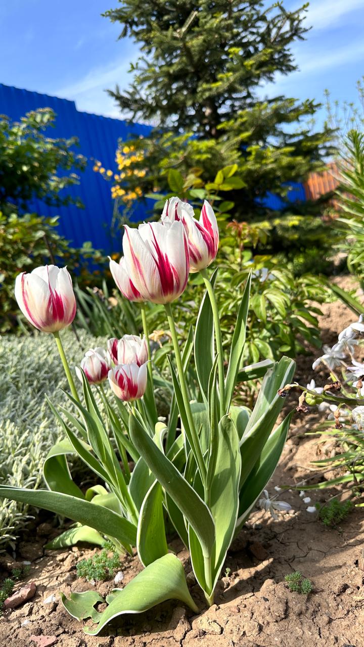 Фото Моника