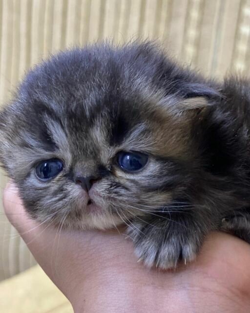 Pet shop Rawaea Al Toyoor, Dubai, photo