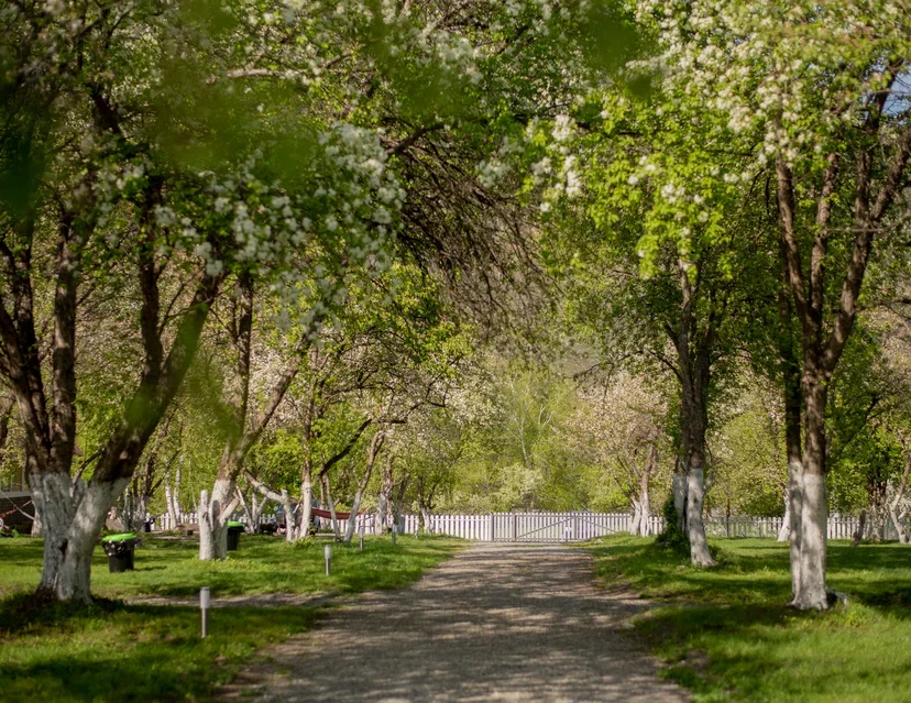 Фото Апартаменты Алама