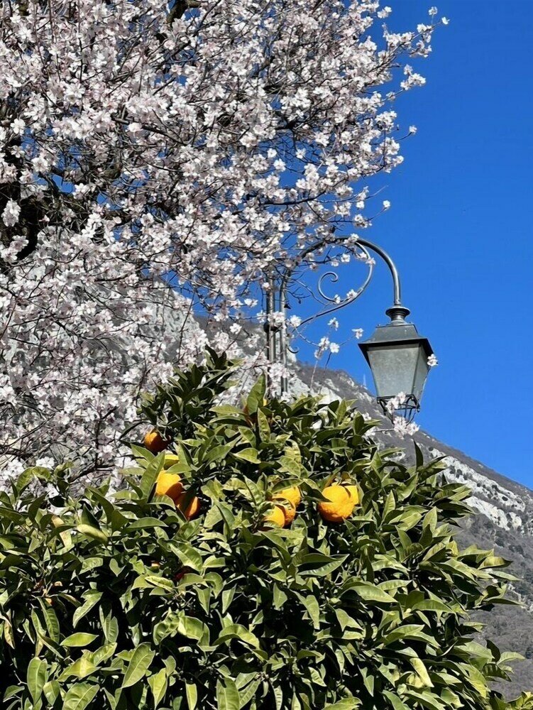 Фото Villa del Lis