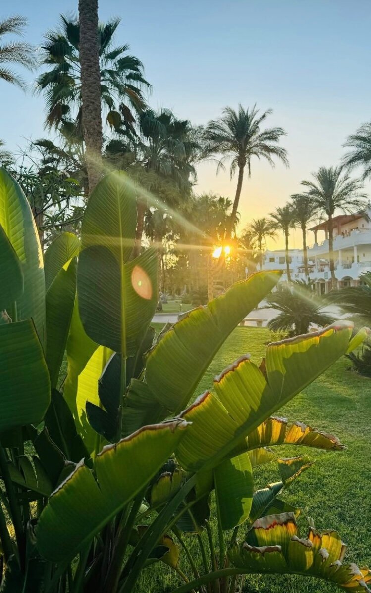 Фото Iberotel Palace