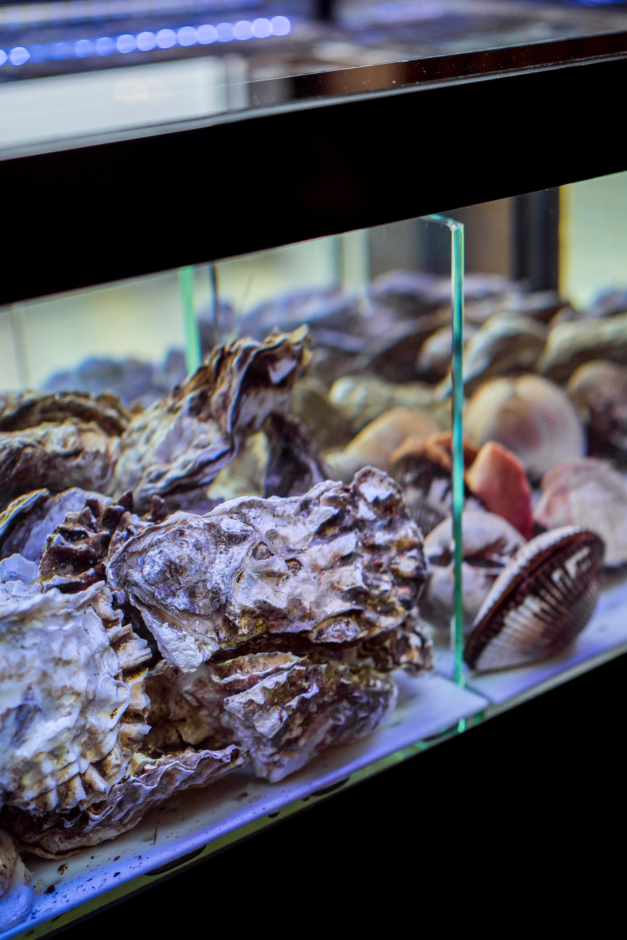 Фото Кедровый бор