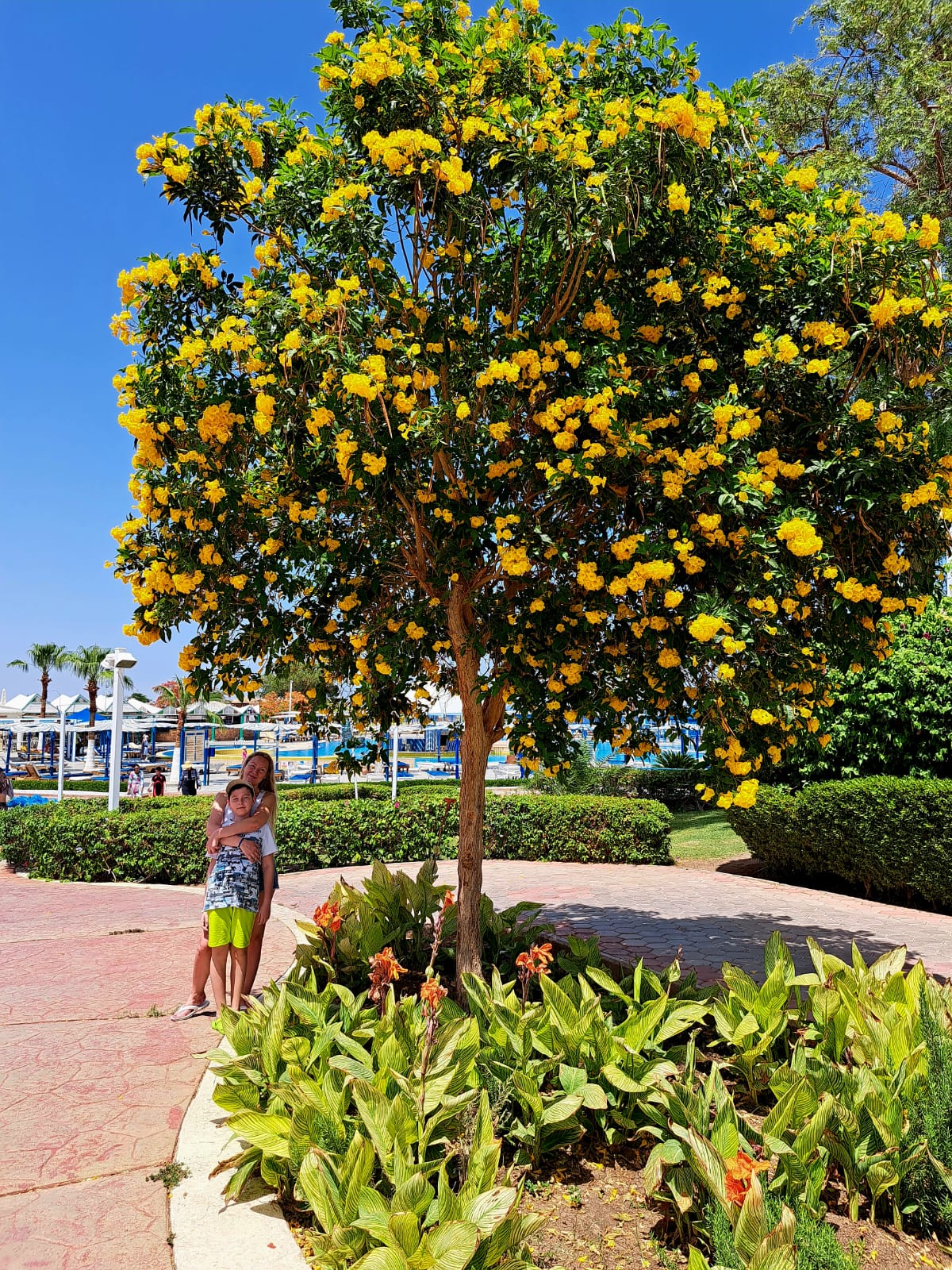 Фото Dreams Beach Resort Sharm El Sheikh