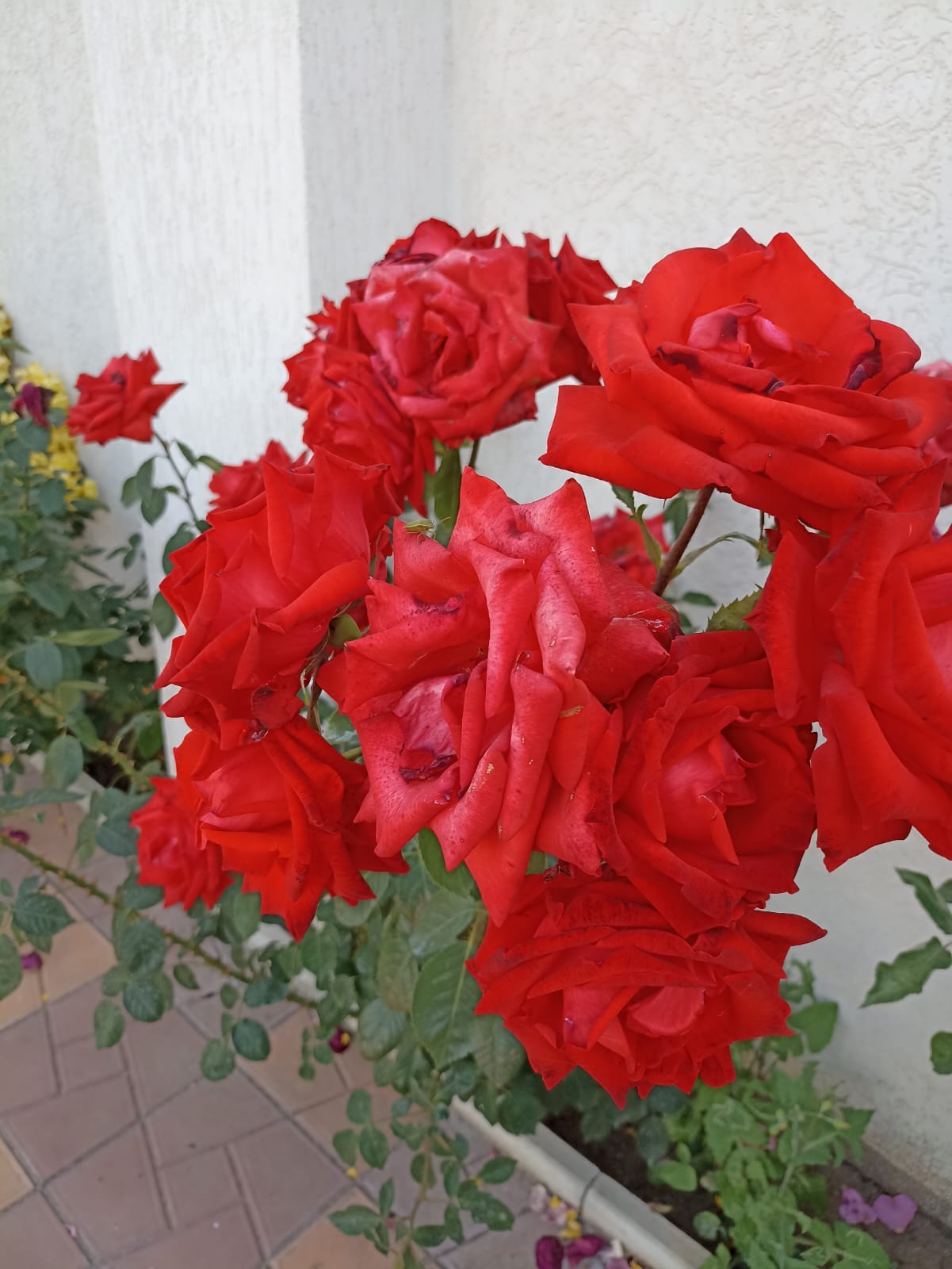 Фото Ликко-Ликко