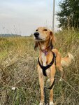 Yulna (Ganusovo Village, Lugovaya ulitsa, 7), pet hotel