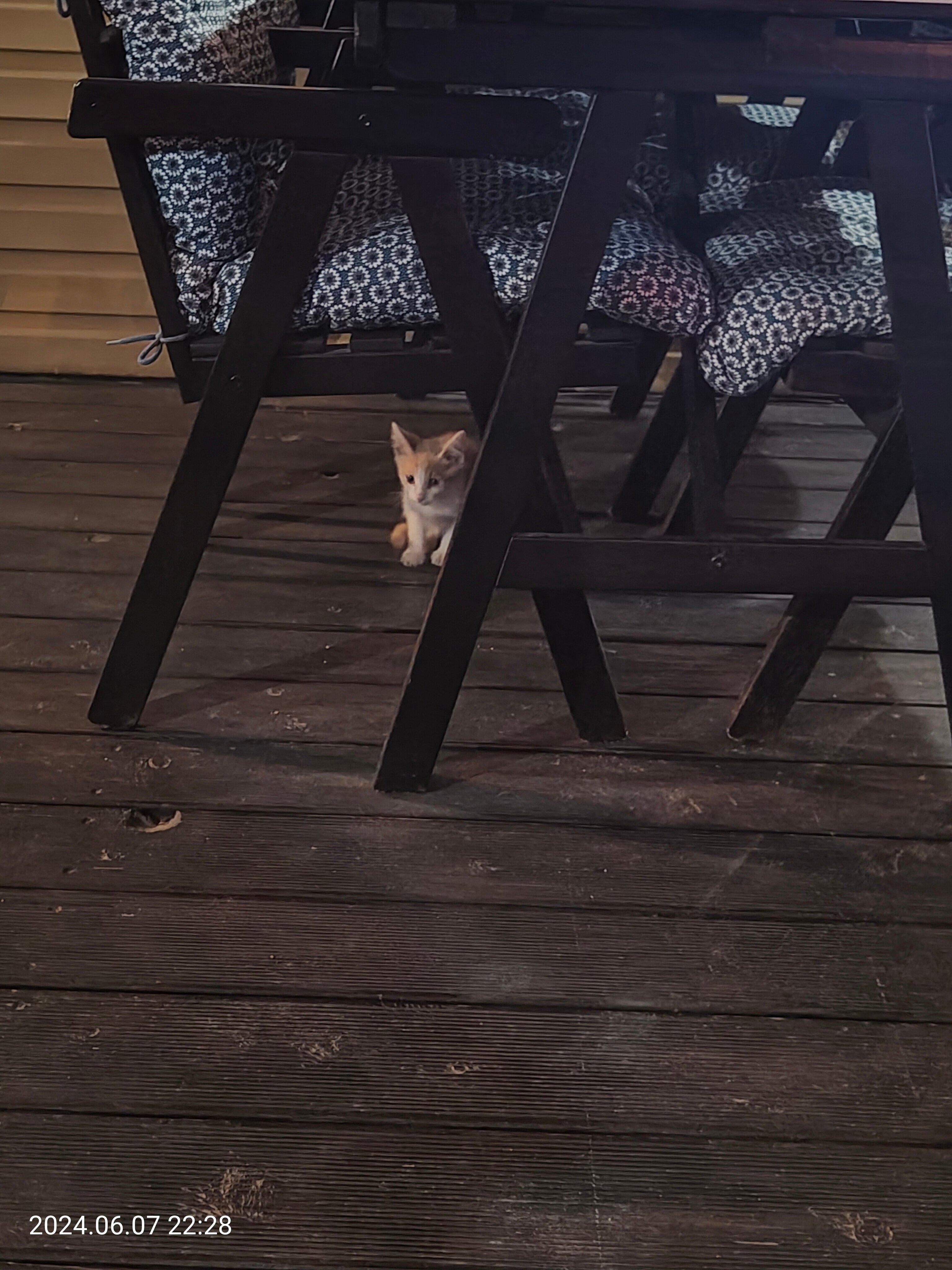 Фото Диамант Боршева