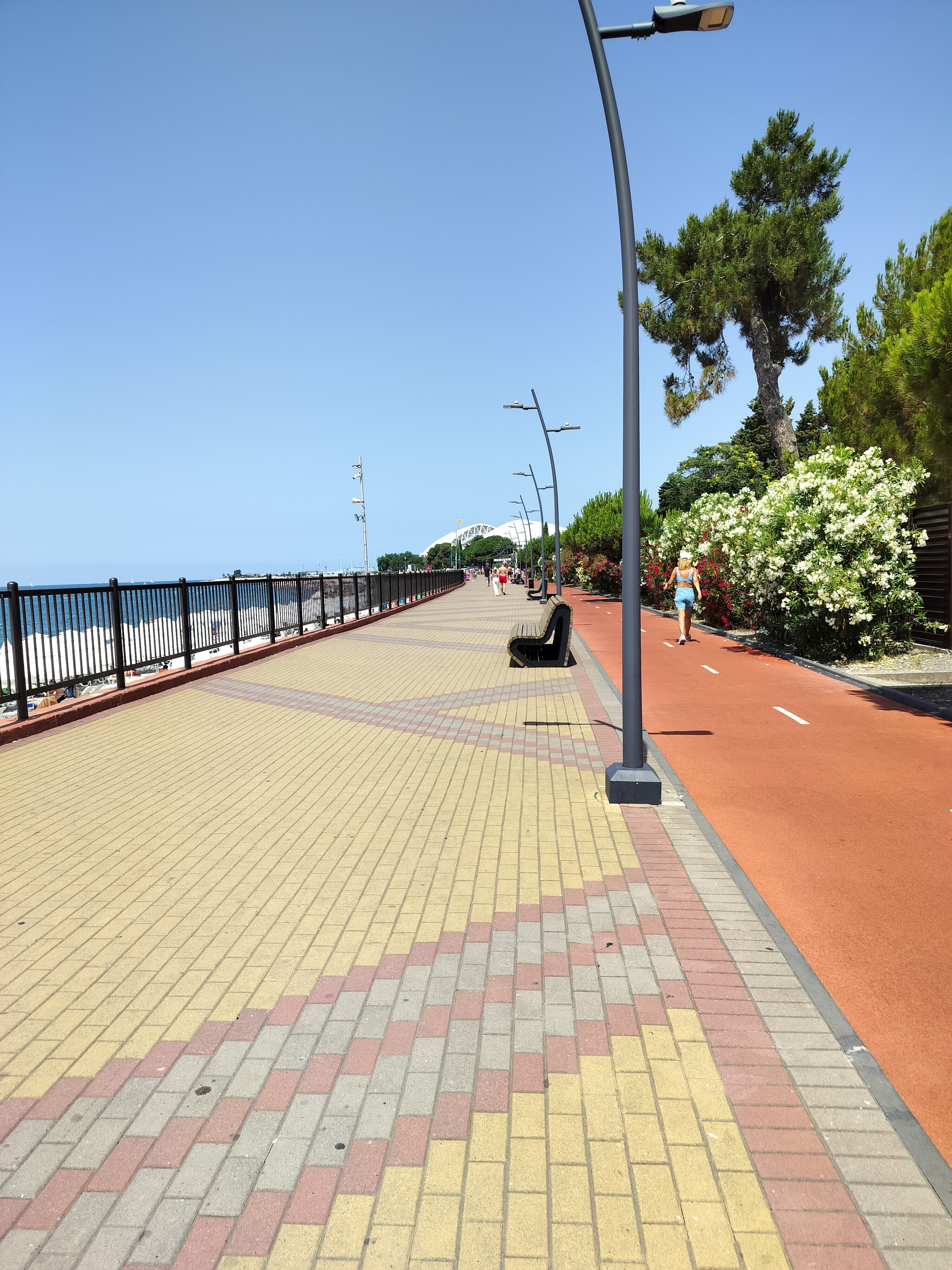 Фото Две оливы