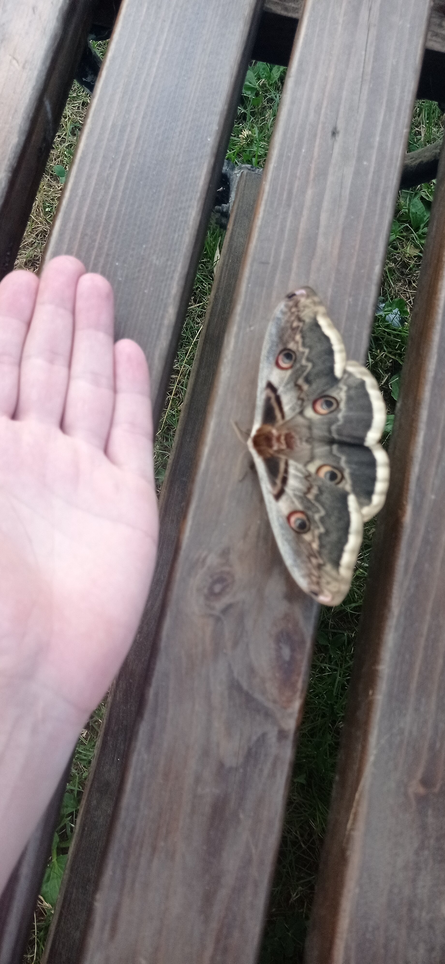 Фото Персиковая поляна