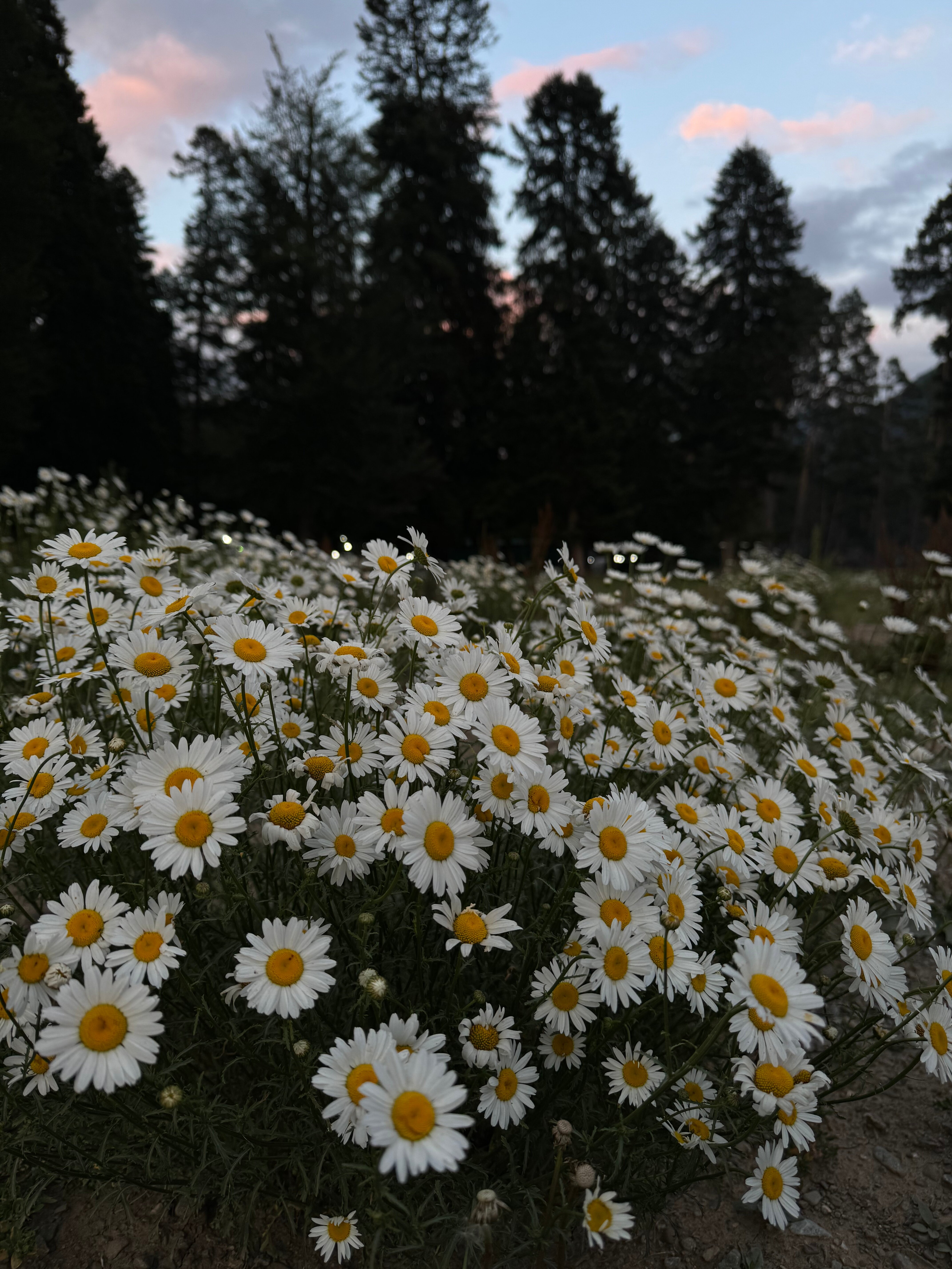 Фото Хижина