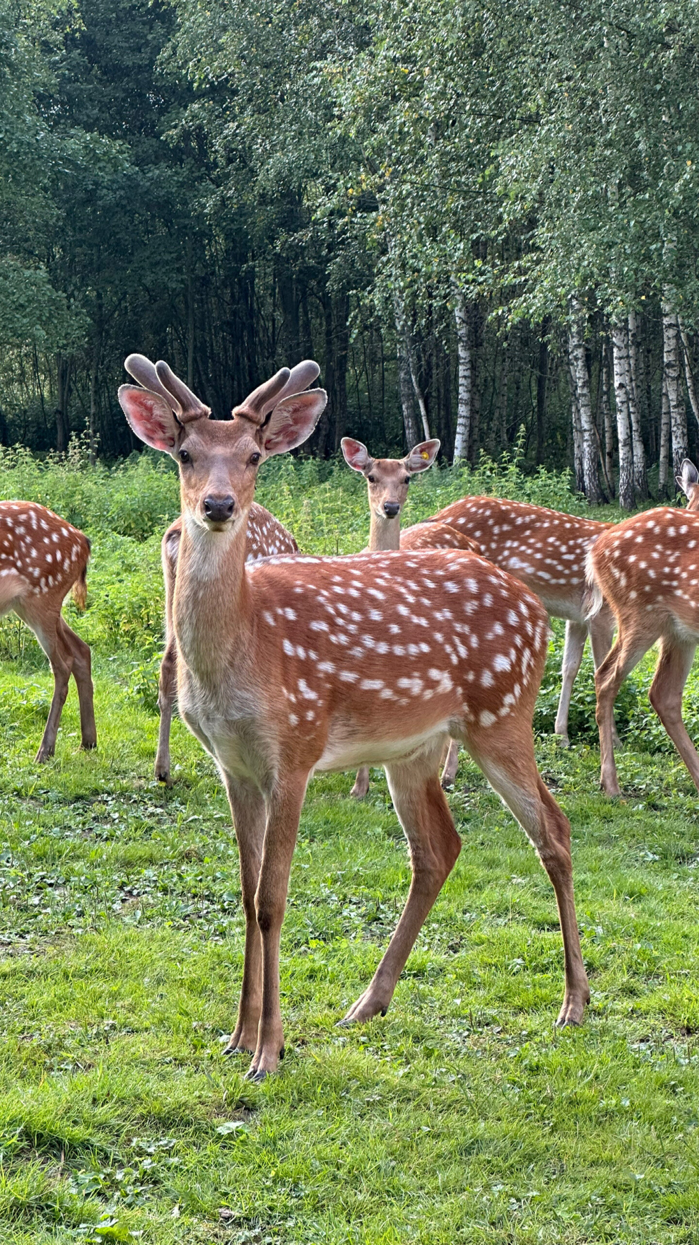 Фото Бэмби Лэнд