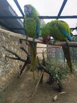 Парк птиц Воробьи, говорящие попугаи (khutor Park Ptits, 3/20), aviary